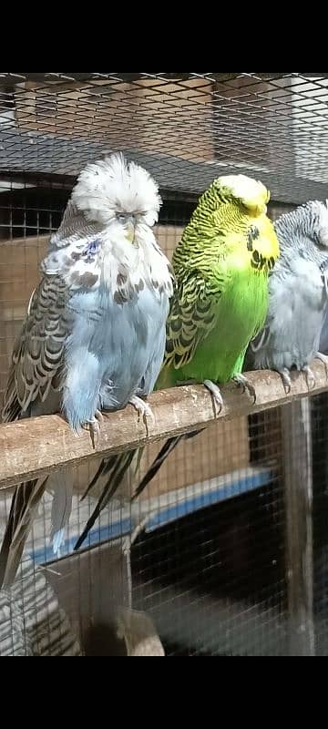 exhibition Budgies 0