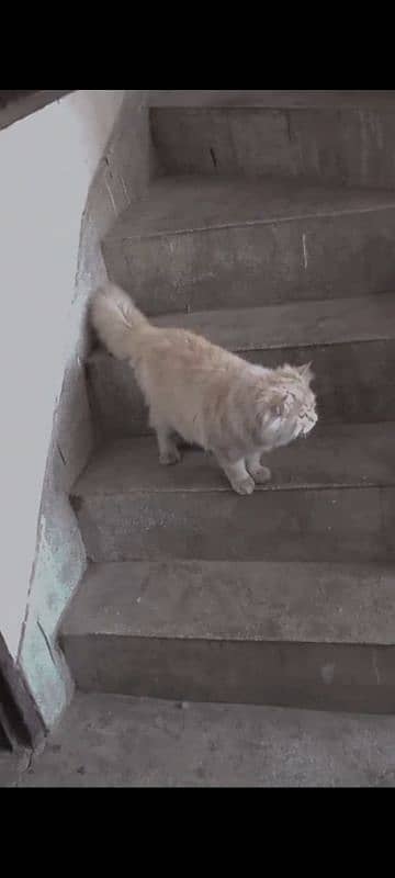 Persian cat 0