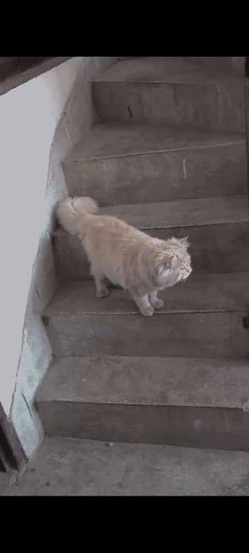 Persian cat 3