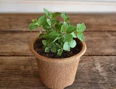 Oregano Plants for sale