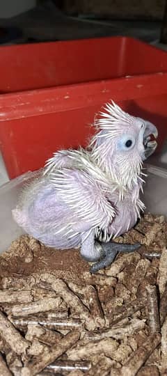 umbrella  cacatoa chick available