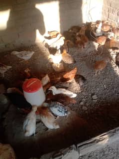 golden misri 50dys old nd. ib. vaccinated chicks available