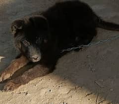 German bagayrie/high quality Dog
