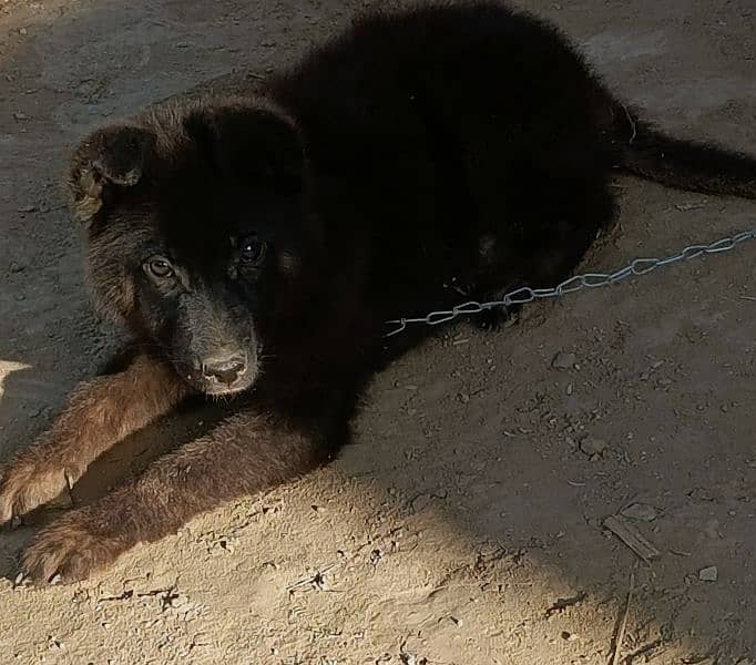 German bagayrie/high quality Dog 1