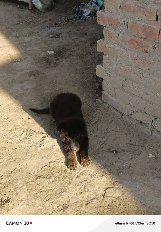 German bagayrie/high quality Dog 2
