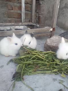 new Zealand black, angora teddy bear, hothot bunnies for sale