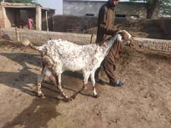 dasi Bakri goat for sale Sony ko tyar h