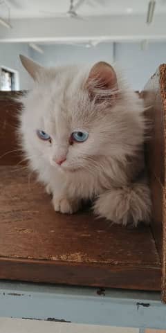 persian cat urgent sale