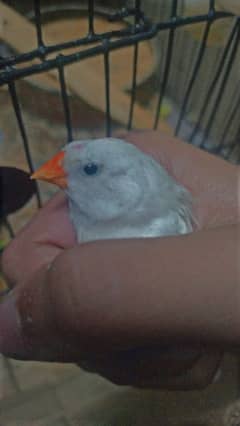 1 bengalese pair , 1 zebra Finch pair