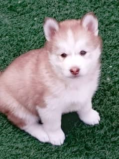 husky