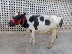 cow pure ferzion 03075393493