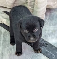 German Shephered Puppy (Black) - Long Coat - 41 days - Vaccinated