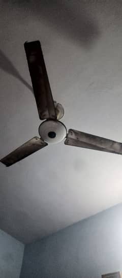 fan