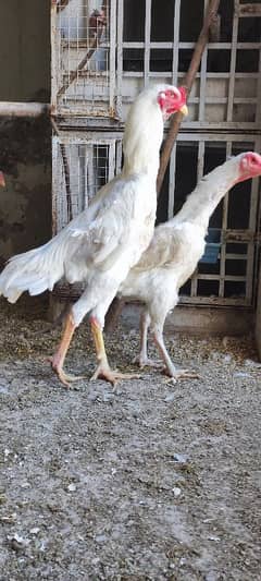 white heera german oh shamo chiks (high quality)