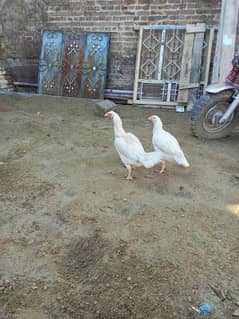 Pure White heera breed 2 hens for sale