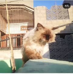 Birman male cat