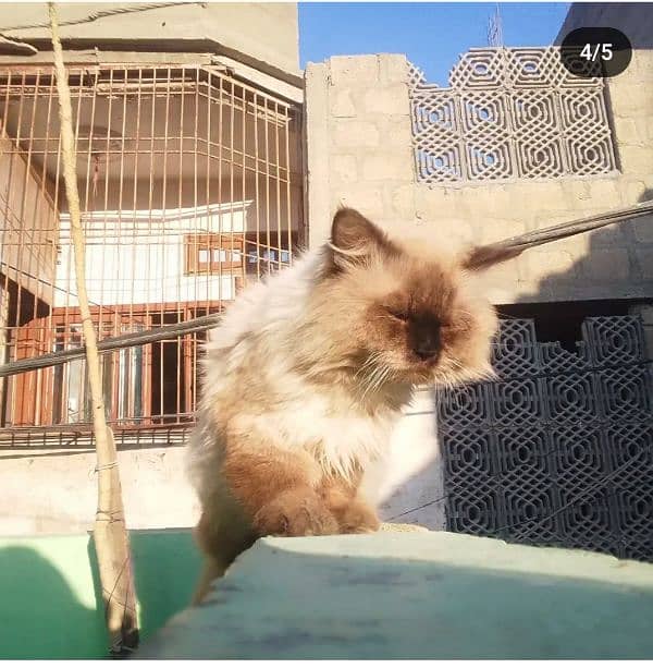 Birman male cat 0