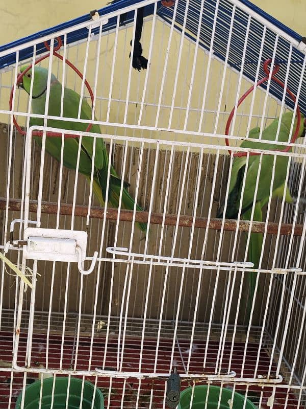 parrot pair 2