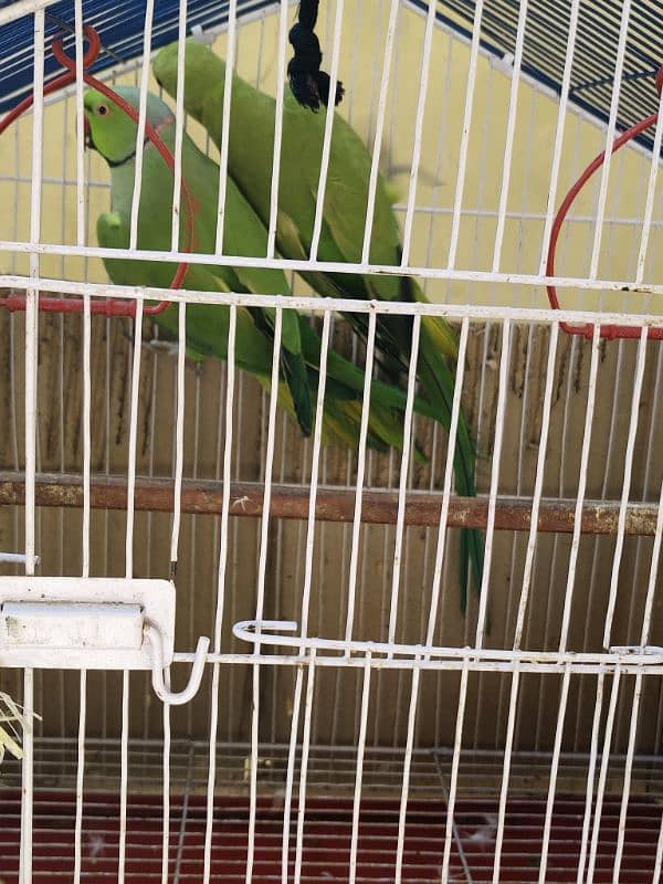 parrot pair 3