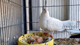 03137084818 breeder pair with chicks for sale