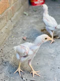 healthy chicks aseel heera pura