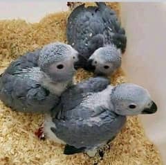 03319974101African Grey Parrot checks for sale