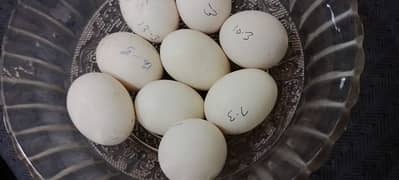 heera aseel chick's and fertile heera eggs available