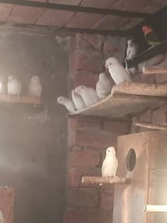 albino black eye love birds chicks for sale