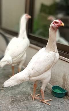 White shamo egg laying female 30k