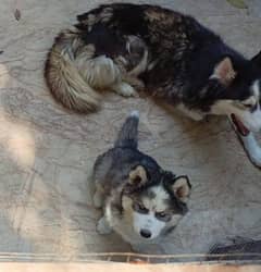 Husky Puppies