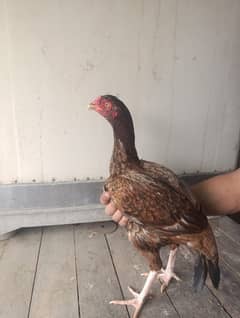 Aseel Hens For Sale