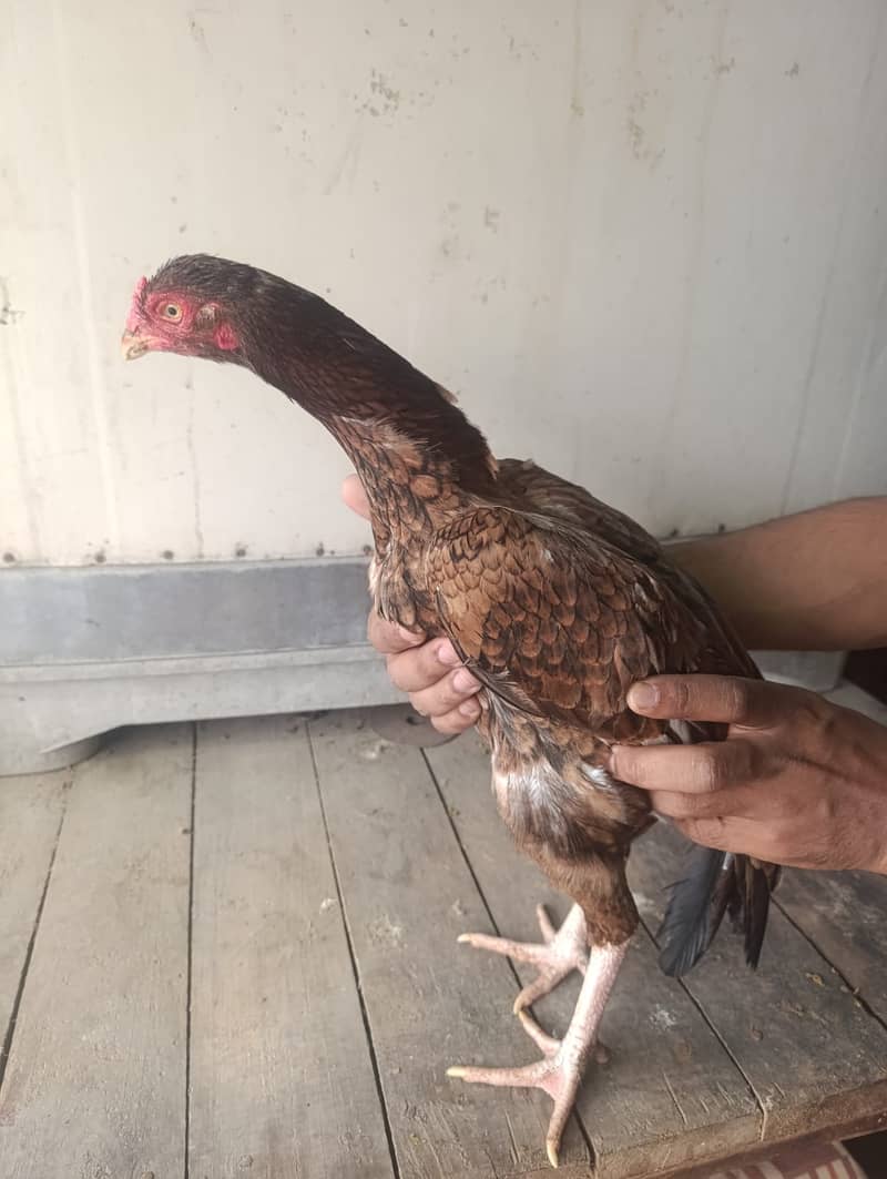 Aseel Hens For Sale 1