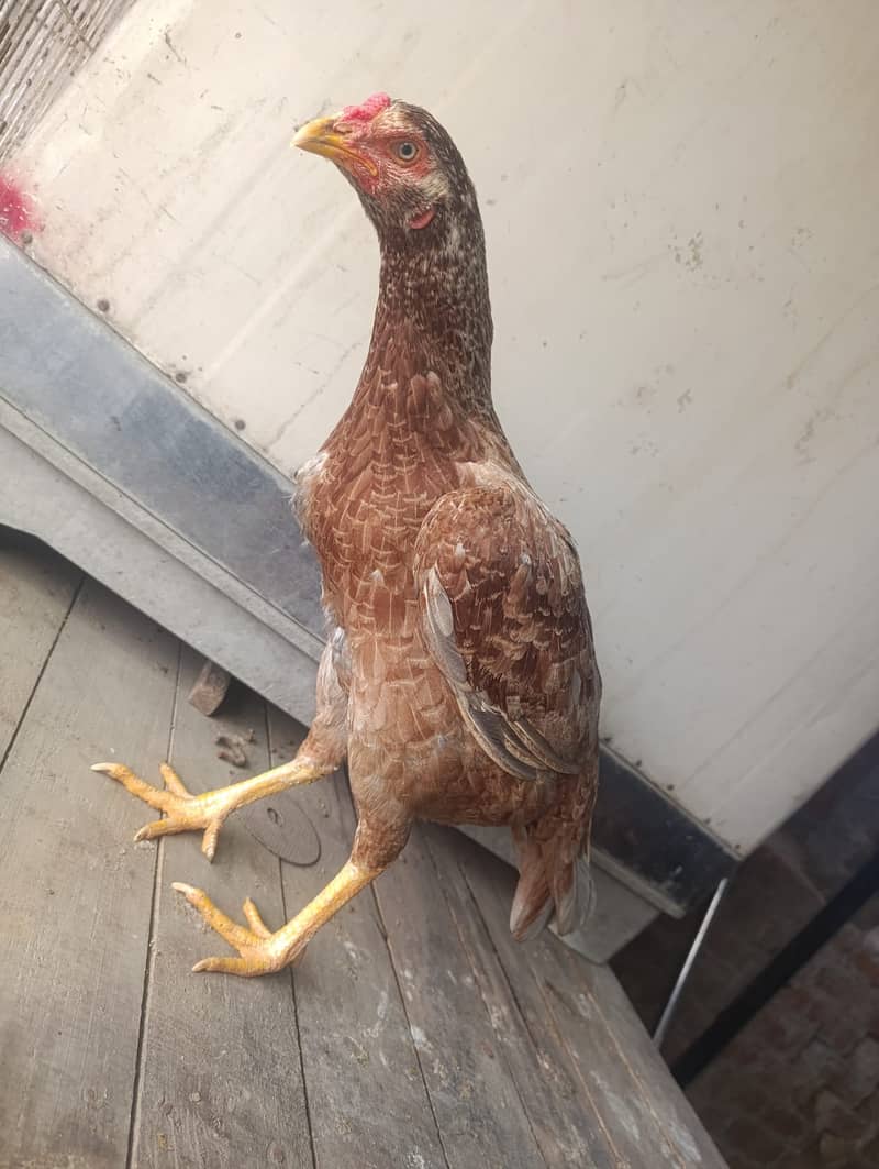 Aseel Hens For Sale 2