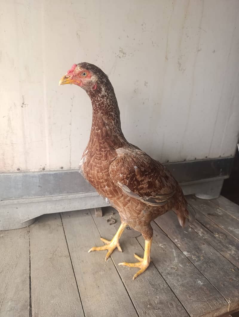 Aseel Hens For Sale 3