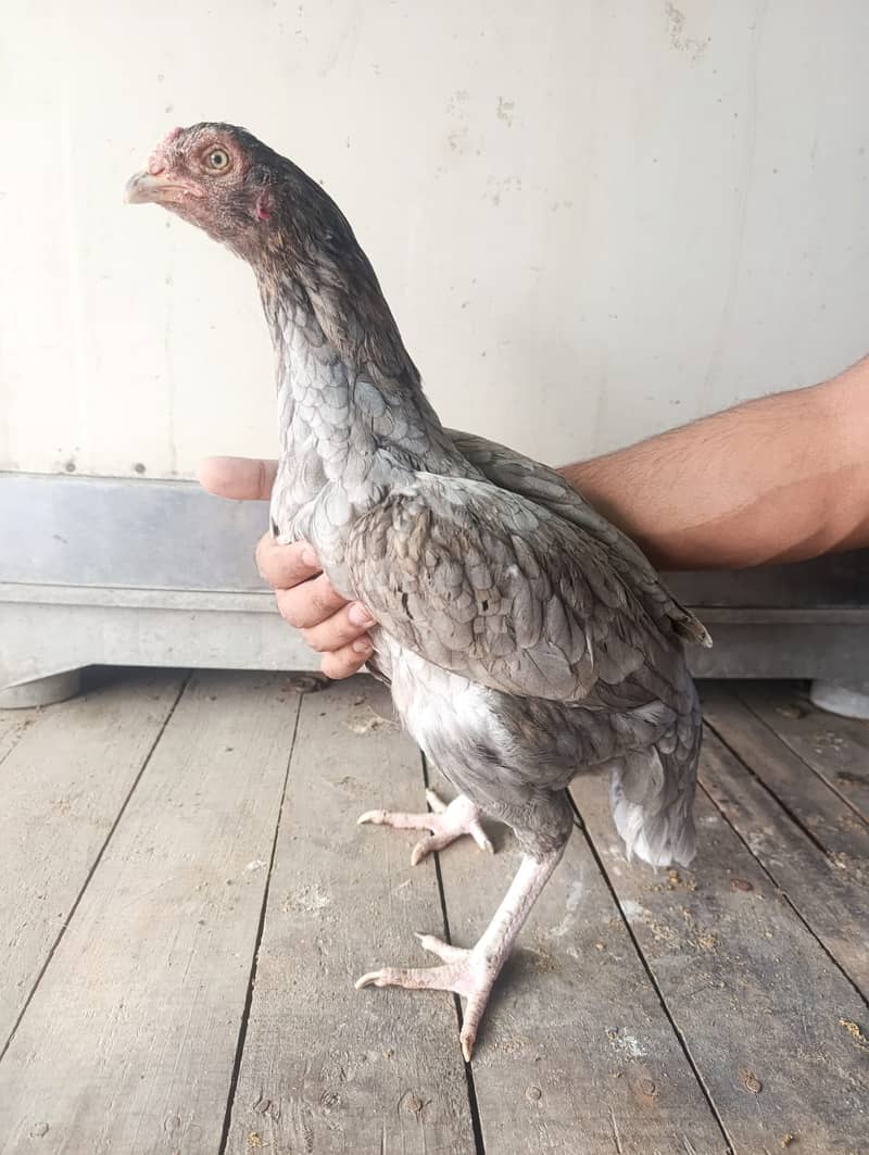 Aseel Hens For Sale 4