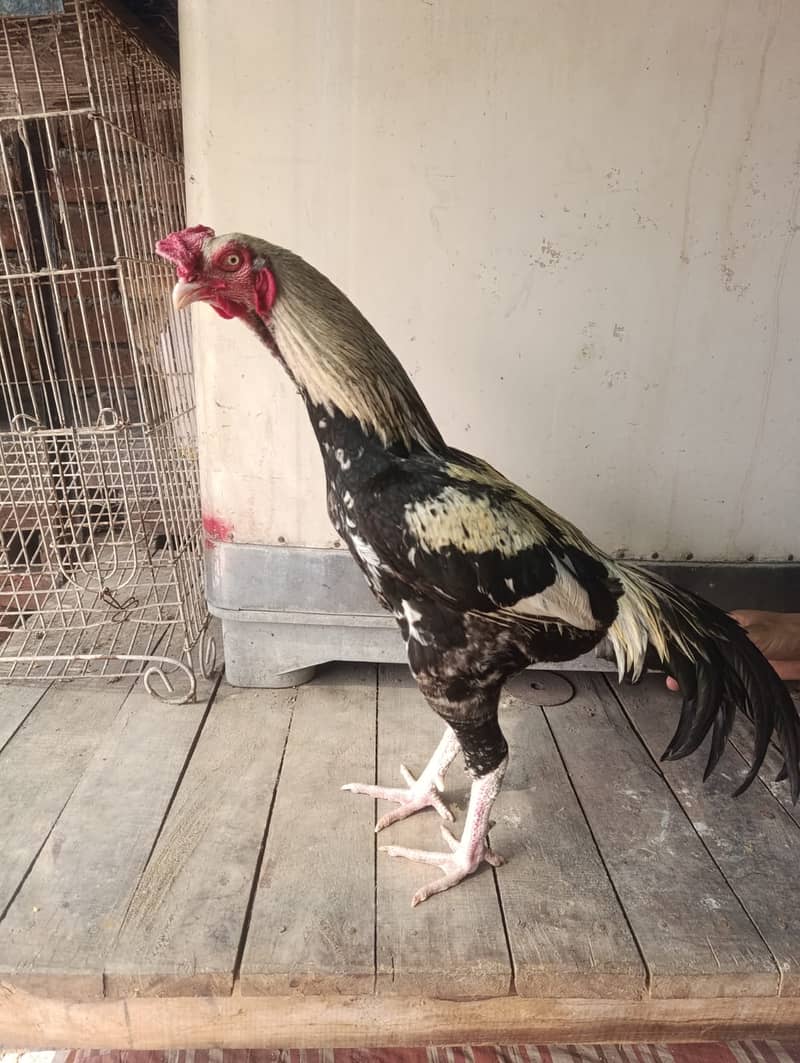 Aseel Hens For Sale 6