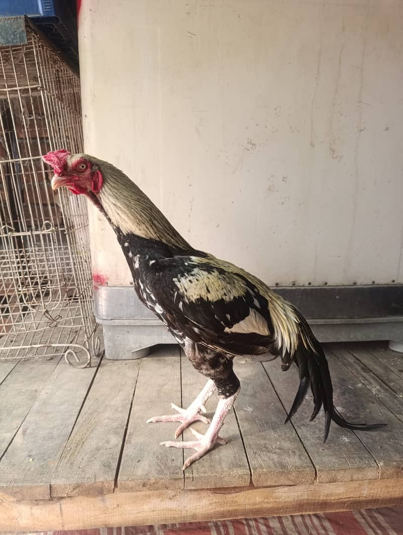 Aseel Hens For Sale 7