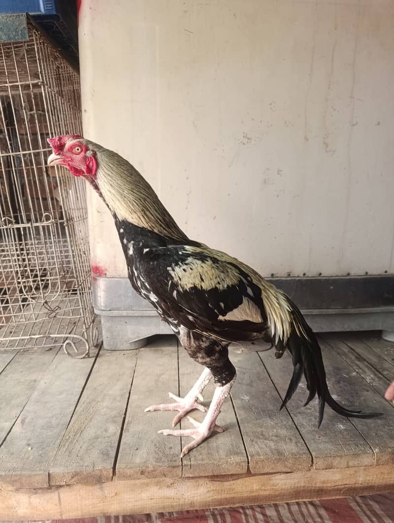 Aseel Hens For Sale 8