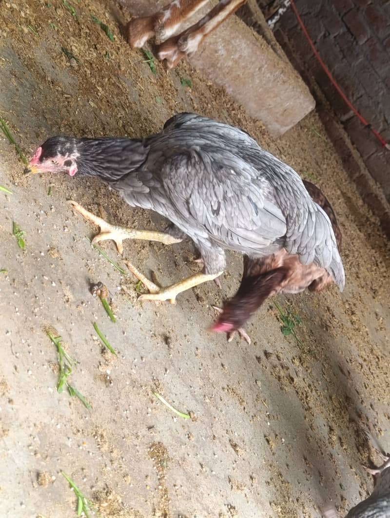 Aseel Hens For Sale 9