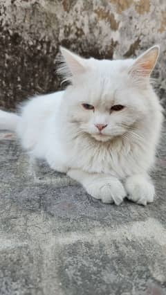 Persian cats