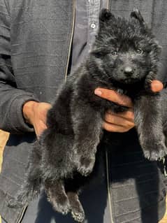 Black German Shepherd/Puppies/Dog/German Shepherd Puppies/GSD