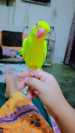 Yellow ringneck tamed male available