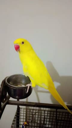 Yellow ringneck tamed male available