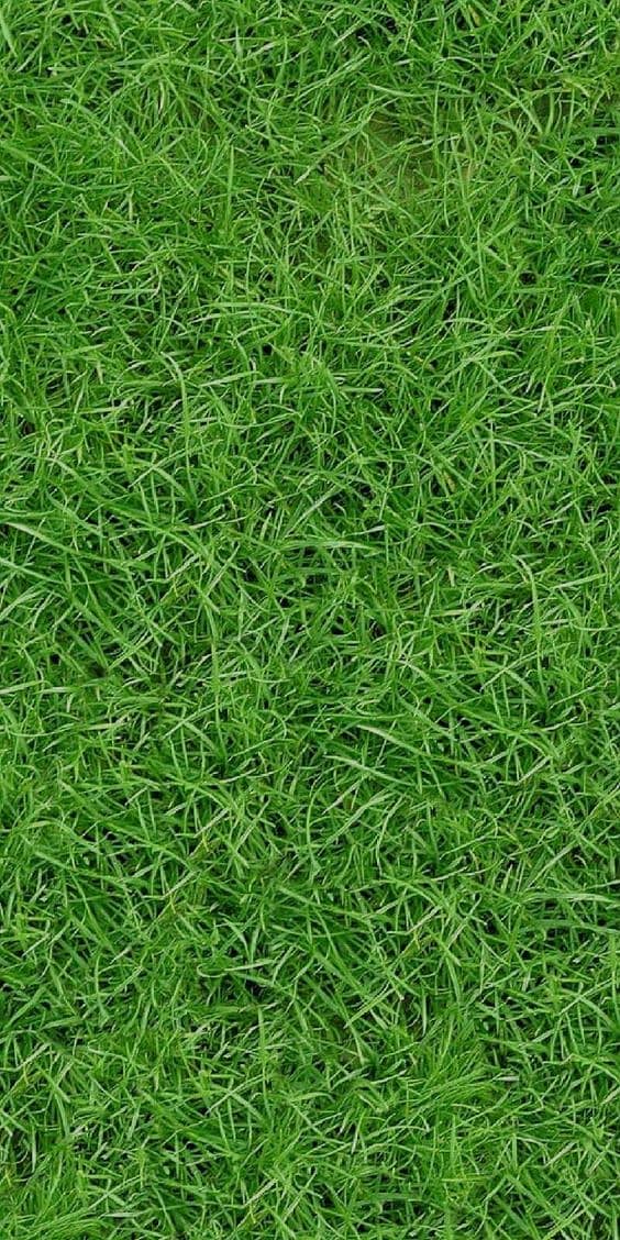 Artificial Grass carpet-Astroturf-Sport grass- field grass- 4