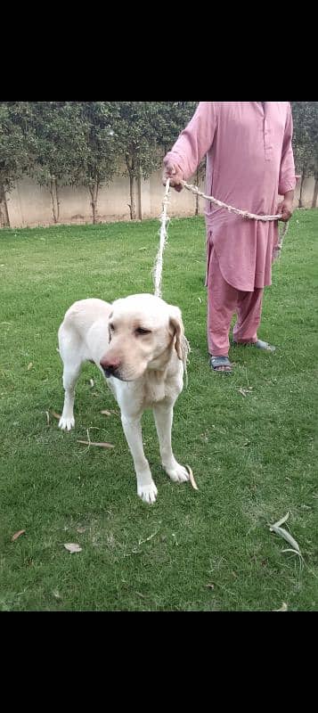 British Labra  | labrador Dog | Labra  | Labra male for sale 1