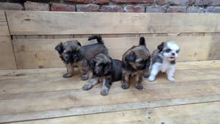 shih tzu puppies / Puppies / shitzu Dog / Dog for sale / shihtzu