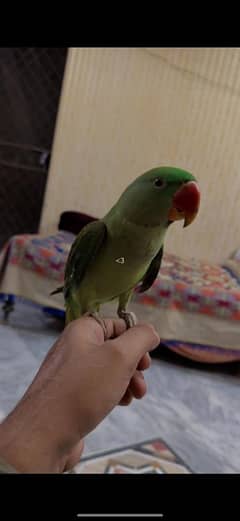 Raw Parrot Male Female Hand Tamed Talking