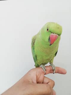 parrot hand tamed pair