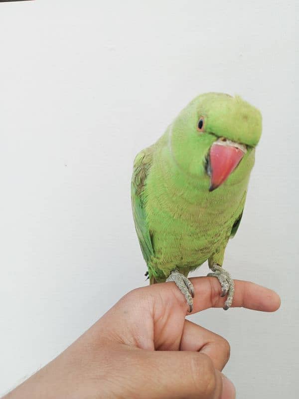 parrot hand tamed pair 0