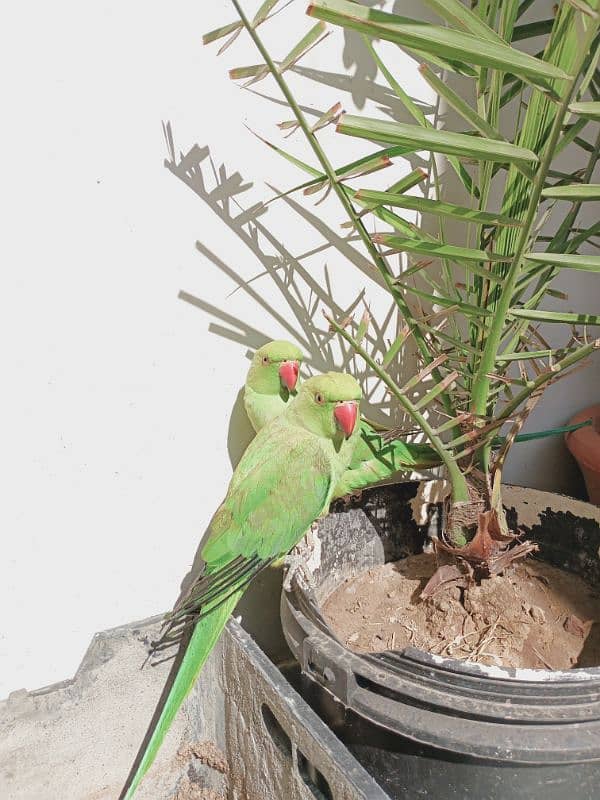 parrot hand tamed pair 3